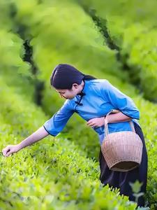 荷叶电子书