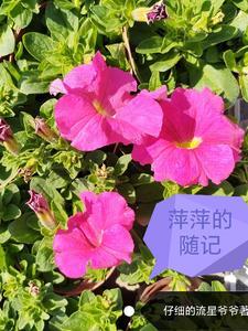 萍萍个人资料