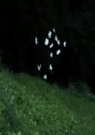 蔚然而深秀的翻译